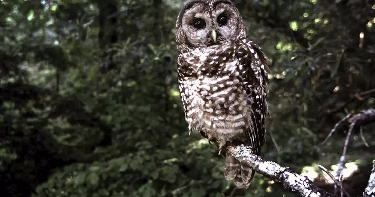 Federal agency proposes California spotted owl protection