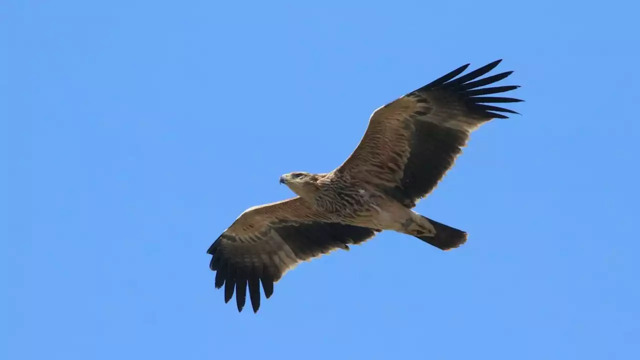 NÖ: Kaiseradler von drei Schrotkugeln getroffen