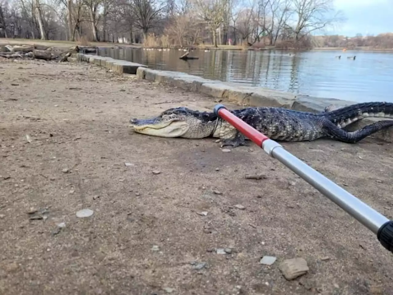 Alligator pulled from NYC lake had swallowed bathtub stopper