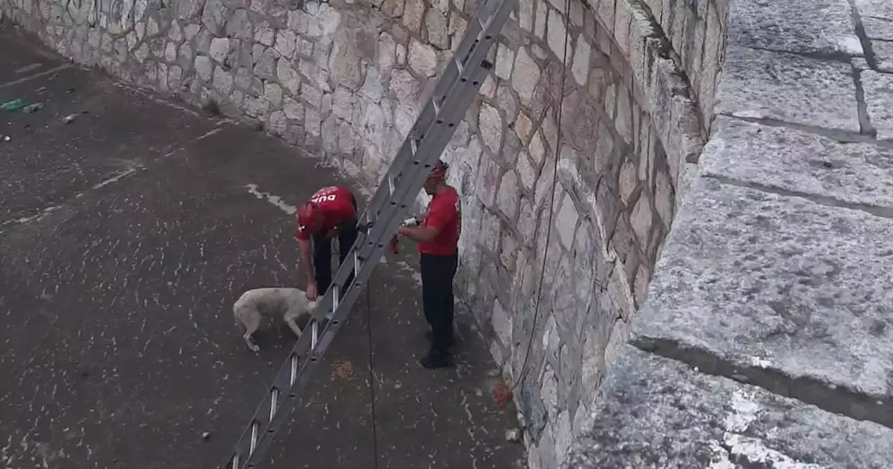 Córdoba: bomberos rescataron a un perro que era arrastrado por el río en pleno centro de la Capital | Viral | La Voz del Interior