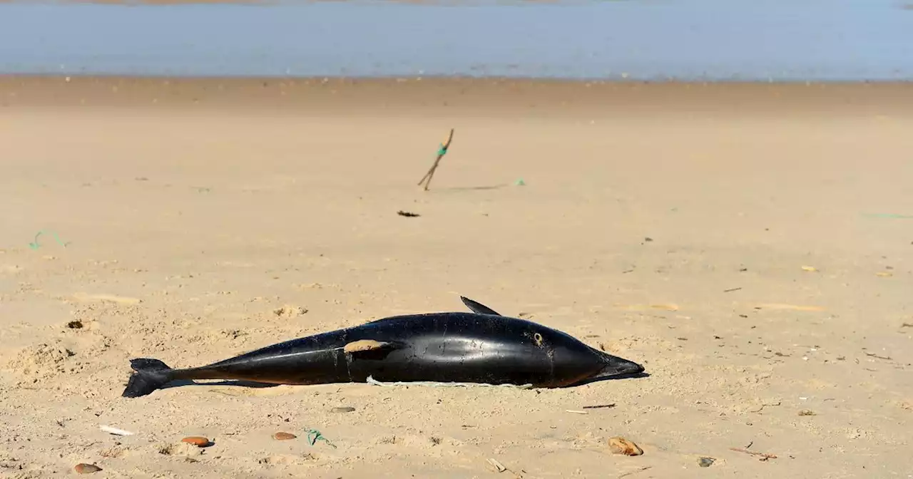 Dauphins victimes de la pêche : 'Une augmentation sans précédent de la mortalité cet hiver'