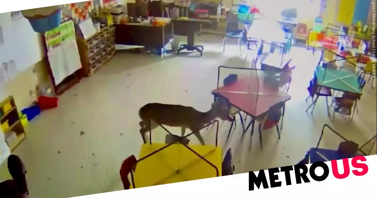 Deer crashes through school window, wanders around for a few hours, then leaves