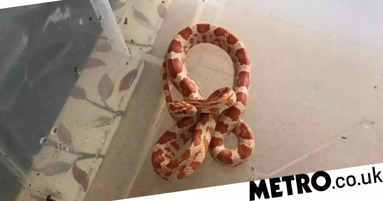 Scottish granny used a stick to move 'exotic' snake from back garden