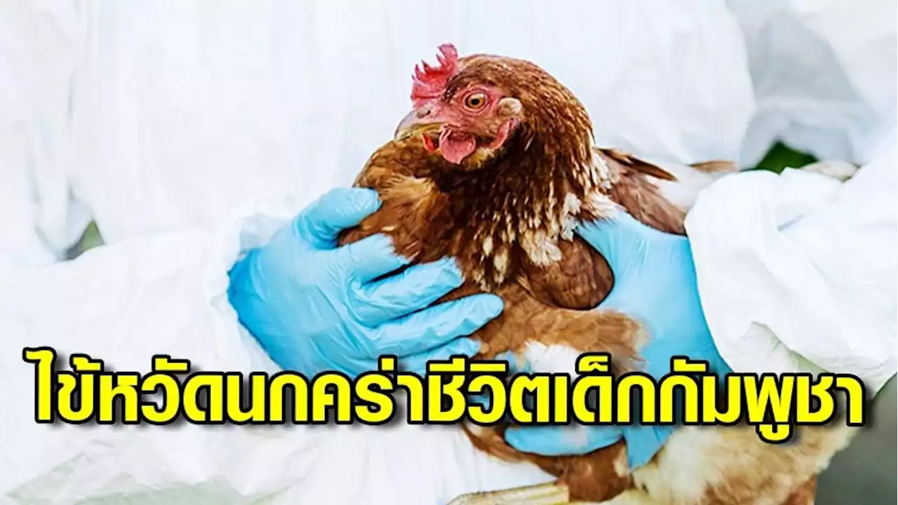 เด็กหญิงวัย 11 ปีชาวกัมพูชา ติดเชื้อไข้หวัดนก H5N1 เสียชีวิต