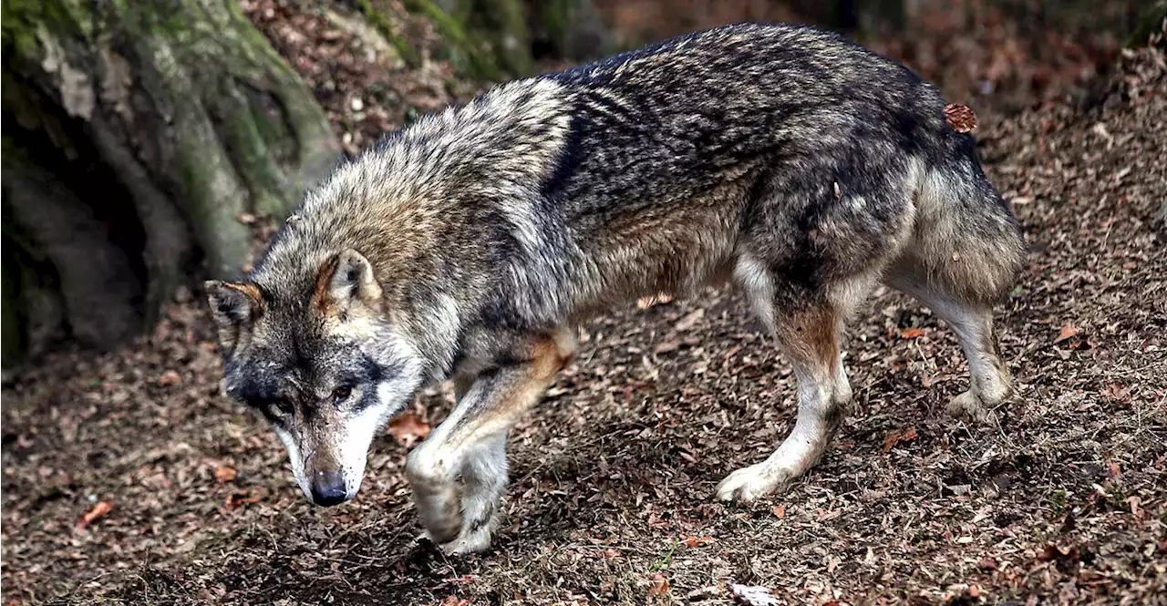 So verhalten Sie sich richtig, wenn Sie einem Wolf begegnen