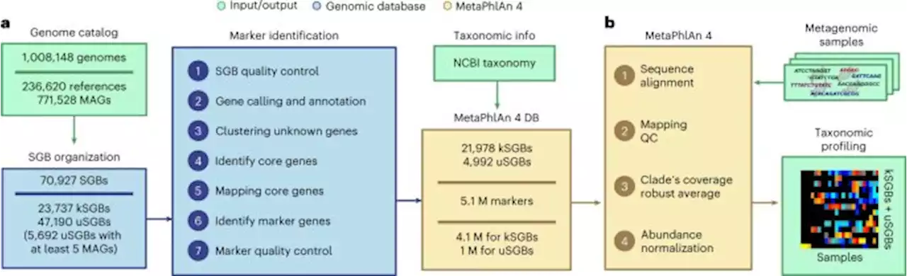 Extending and improving metagenomic taxonomic profiling with uncharacterized species using MetaPhlAn 4 - Nature Biotechnology