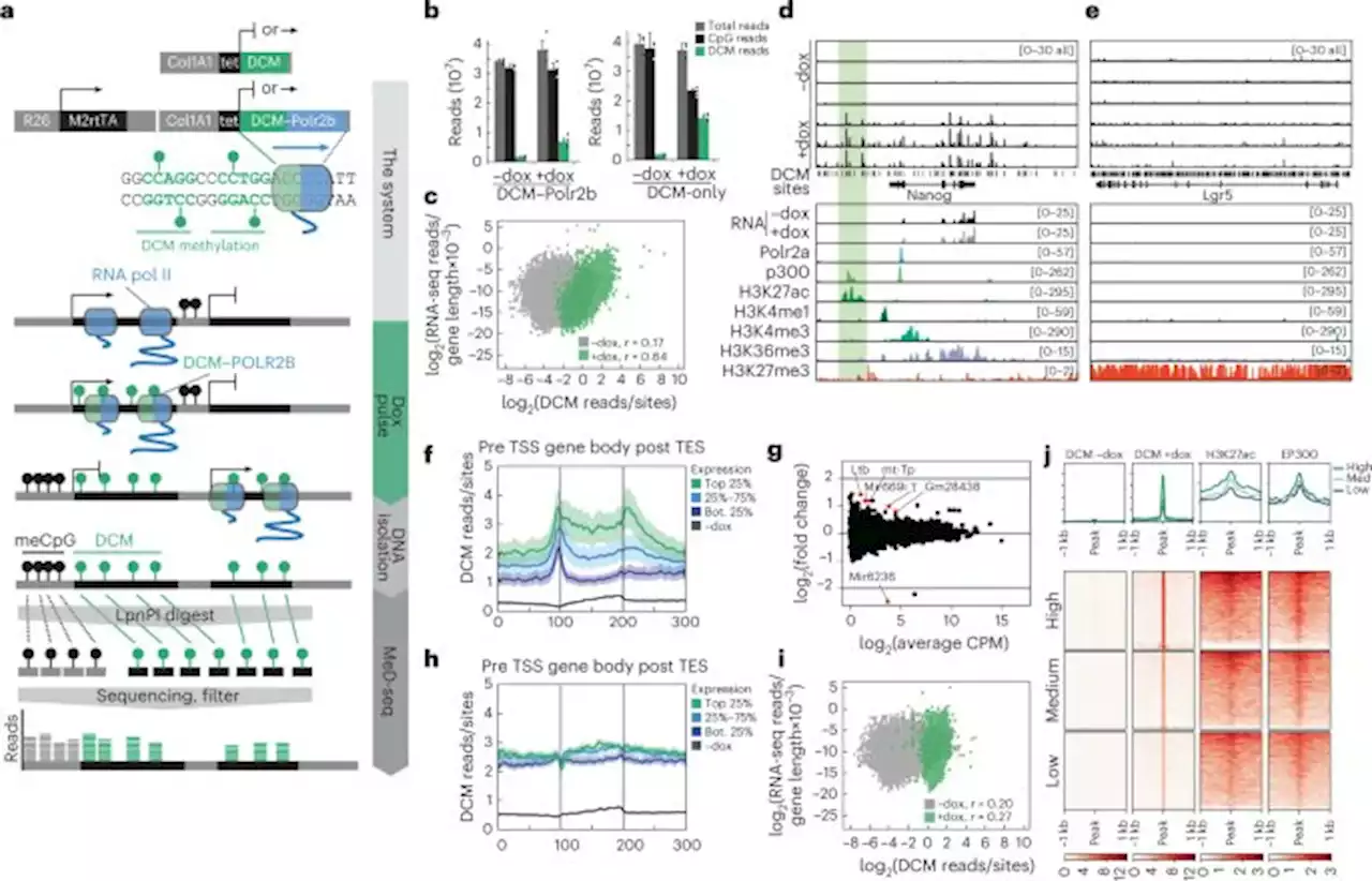 Retrospective analysis of enhancer activity and transcriptome history - Nature Biotechnology