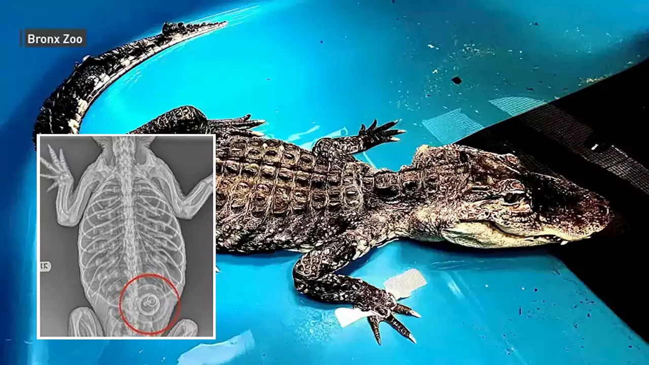 What Item Was Found Inside Prospect Park Alligator, and Why it Can't Yet Be Removed