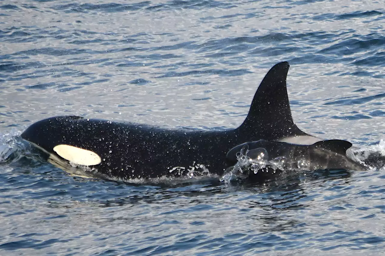 Orca mom adopts baby pilot whale in first known case of its kind