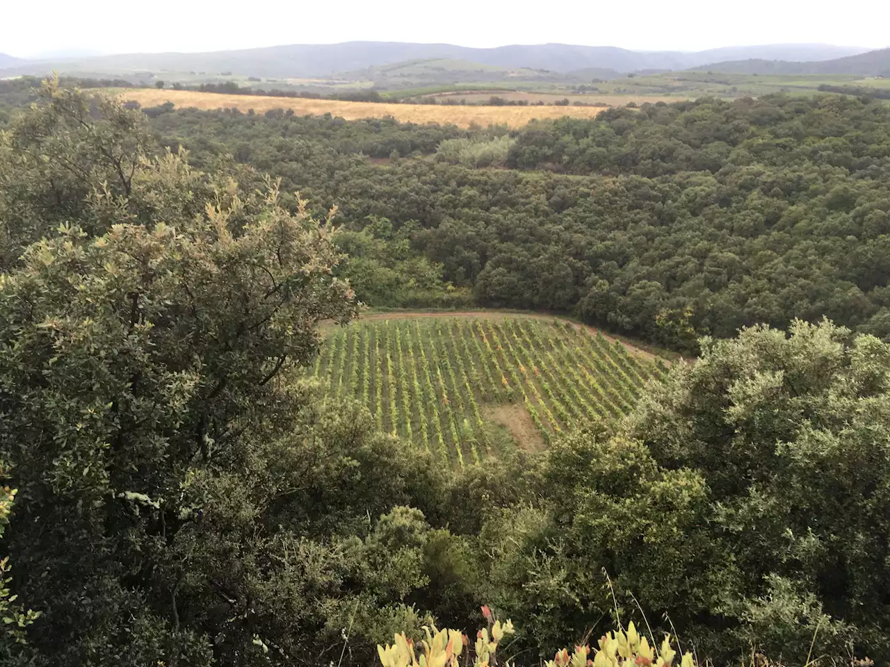 Meteorite crater discovered in French winery