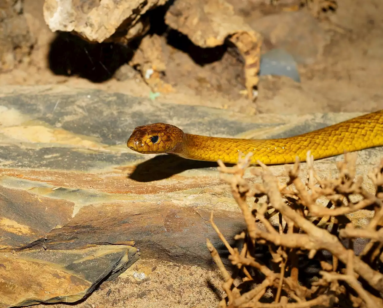 New Study Says Snakes Can Hear You—If You Scream