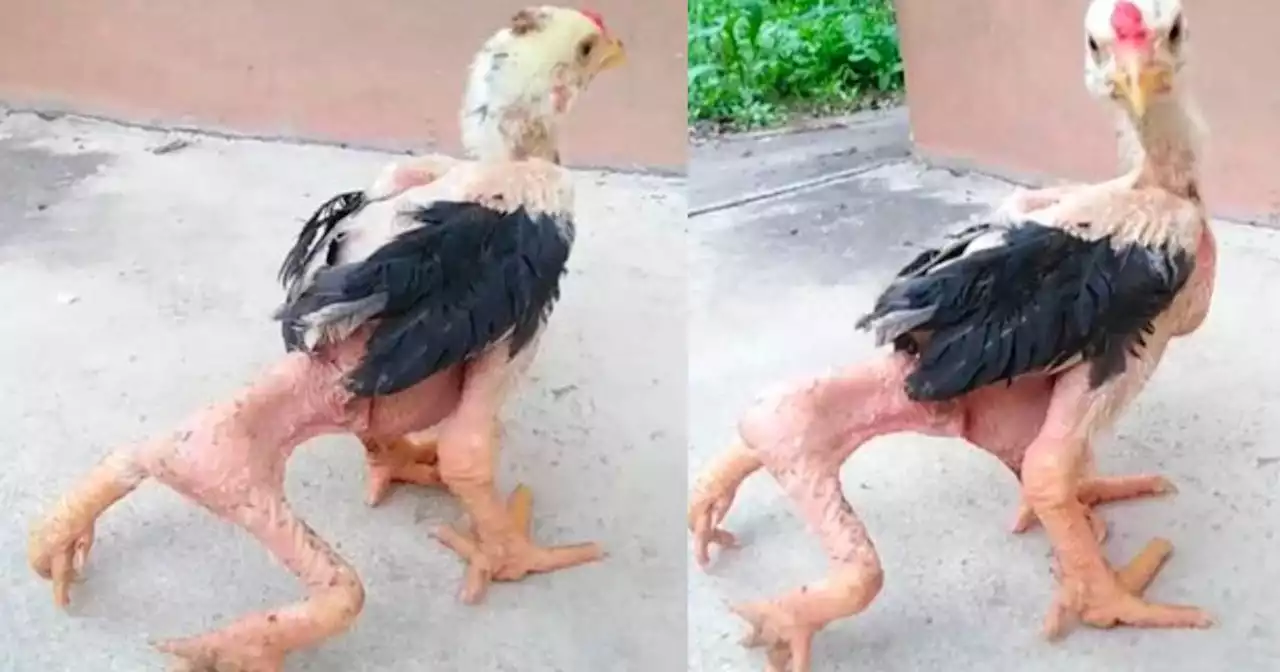 Pollo nace con 4 patas y logra sobrevivir pese a extraña condición