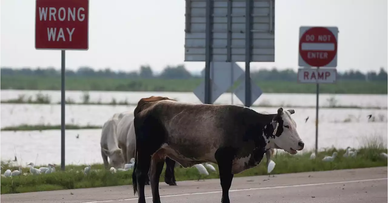 New Mexico ranchers urge court to stop plan to shoot feral cattle from helicopter