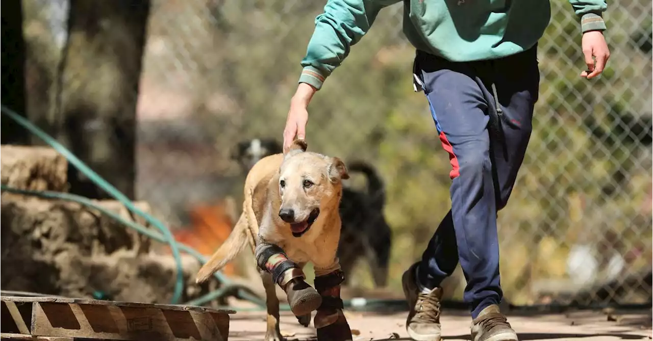 Once tortured by criminals, Mexico 'survivor' dog looks to win top pet contest