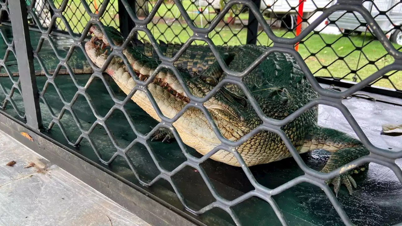 Qld man airlifted to hospital after being mauled by crocodile