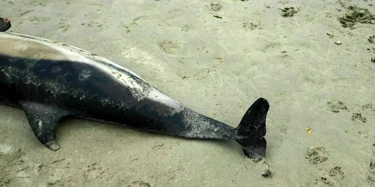 Französische Tierschützer versus Fischer: Demos gegen Delfinsterben