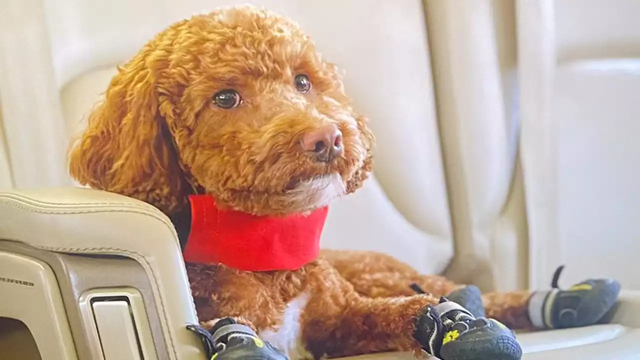 Inside life of Collin Morikawa's dog who wears shoes and flies on a private jet