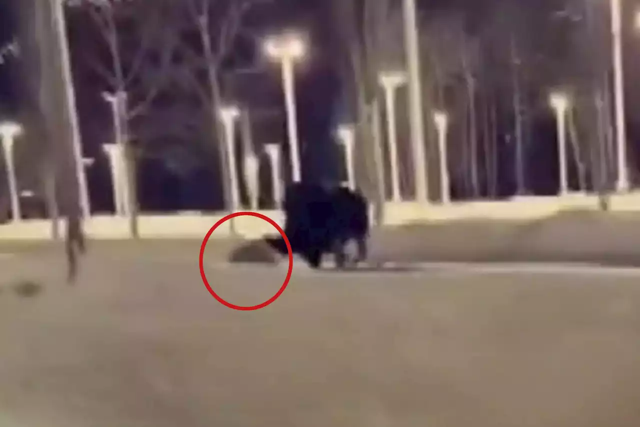 Shocking moment moose charges dog walker & kicks her in the back of the head