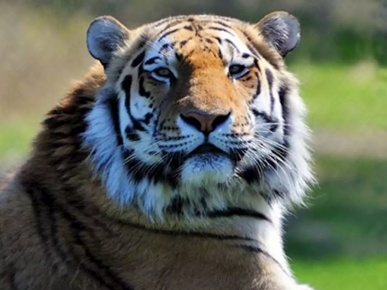 Mila, Toronto Zoo's Amur tiger is moving to a new home