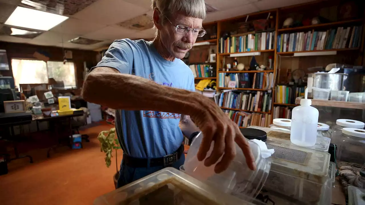 Tucson's 'King of Sting' gained fame for his insect pain index