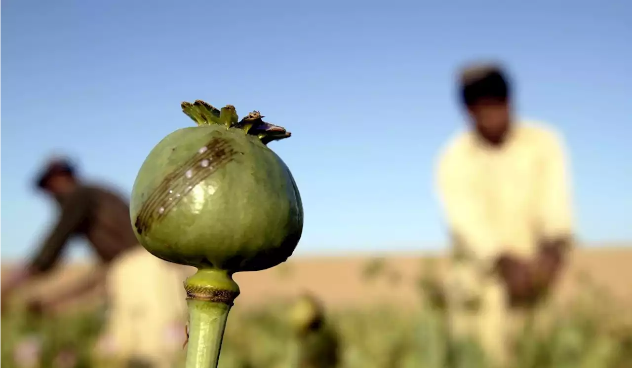 Pentagon warns members of the military to avoid poppy seeds because of drug tests