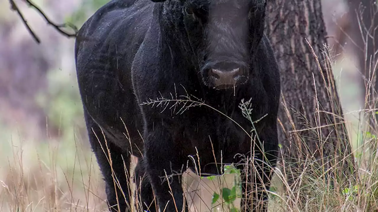 US gets OK for cattle-shooting operation in New Mexico