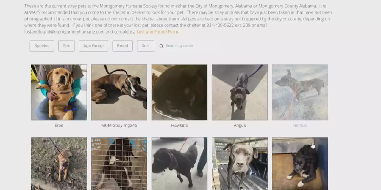 Missing animals can now be found on Montgomery Humane Society website to help overcrowding