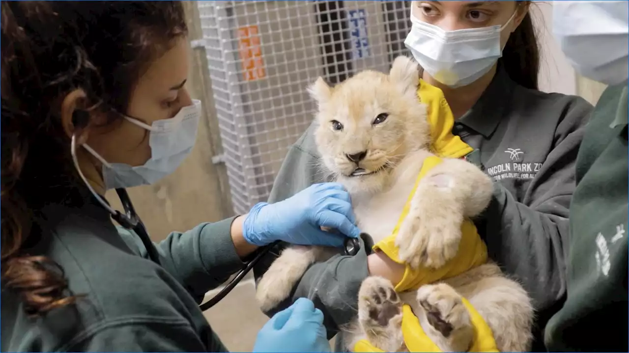 First Checkup for Lincoln Park Zoo’s Lion Cubs Reveals All 3 Are Male