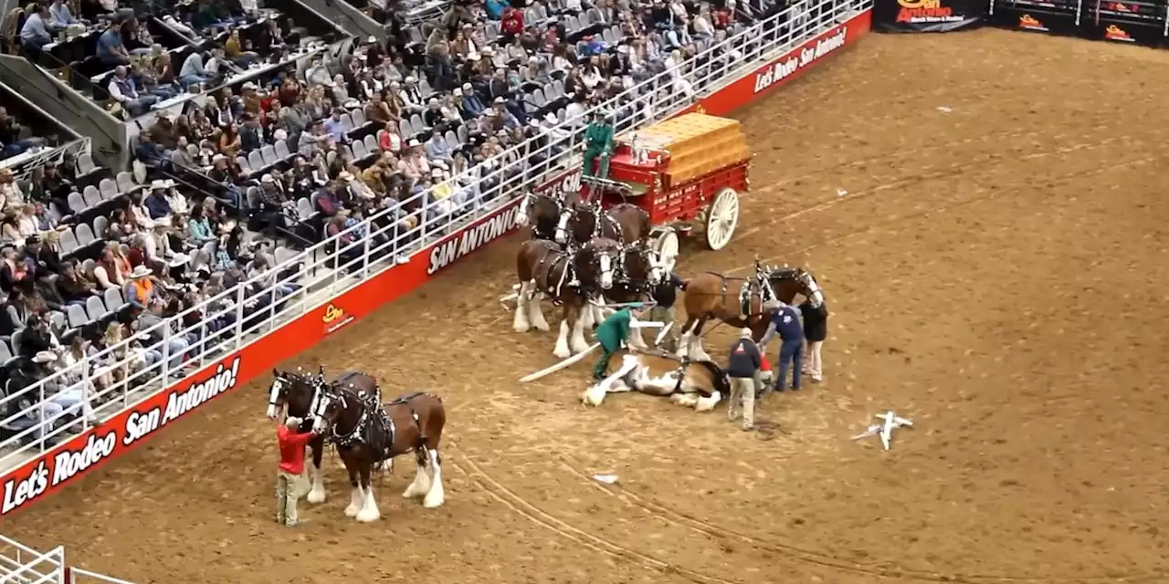 Budweiser Clydesdales get tangled up, fall during showing at rodeo