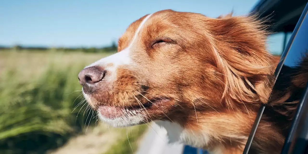 Lawmakers might ban dogs from sticking their heads out of car windows