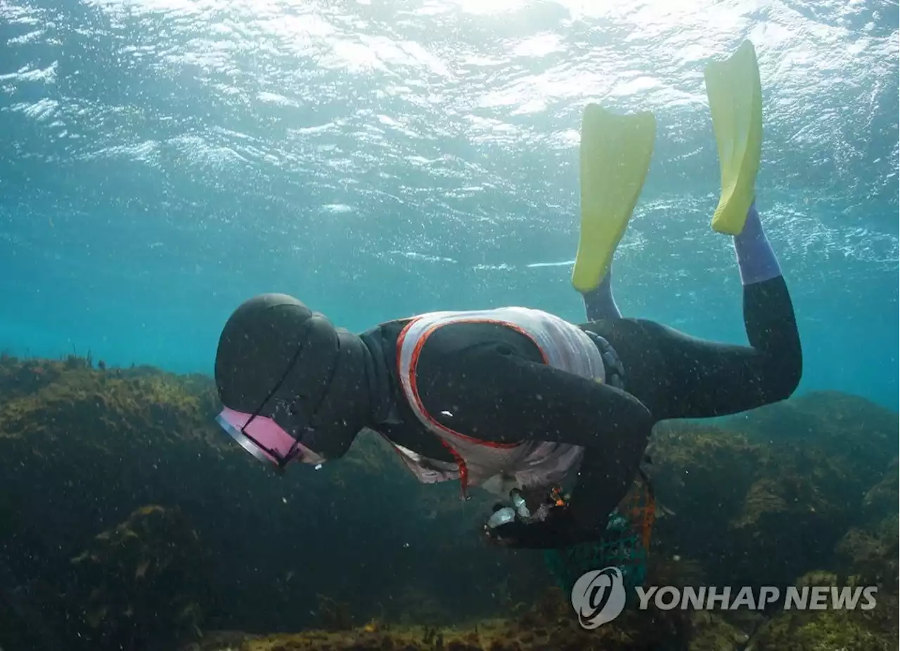 97년생 25살 '제주 막내 해녀'…문화유산 명맥 잇는다 | 연합뉴스