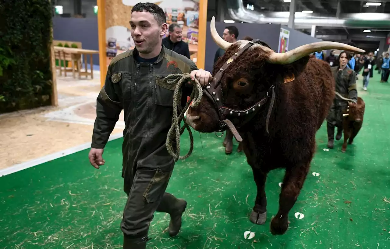 La vache Ovalie prend ses quartiers de star au Salon de l’agriculture