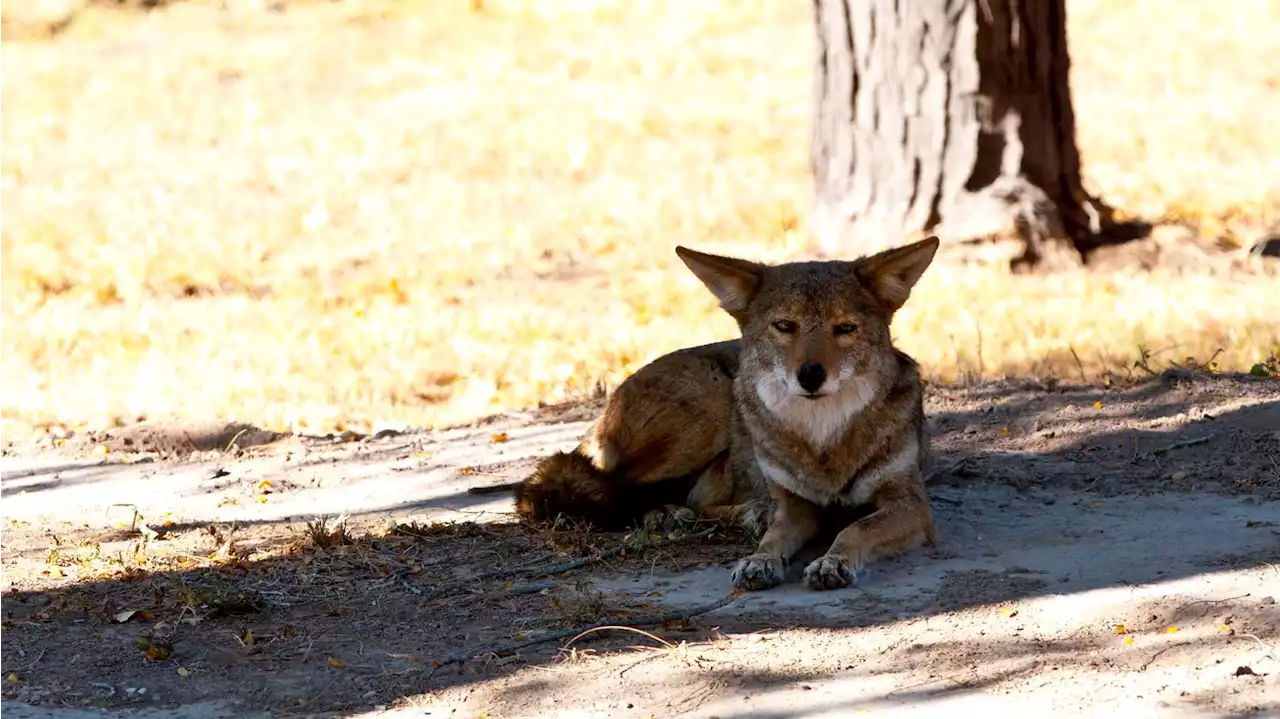 COVID's lasting impact on our wildlife