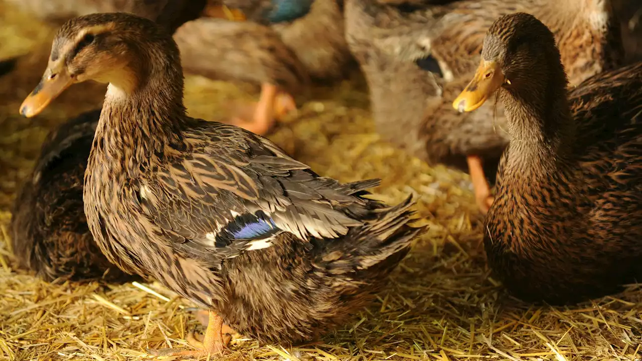 Grippe aviaire: la zone de contrôle temporaire étendue à l'ensemble du Pas-de-Calais