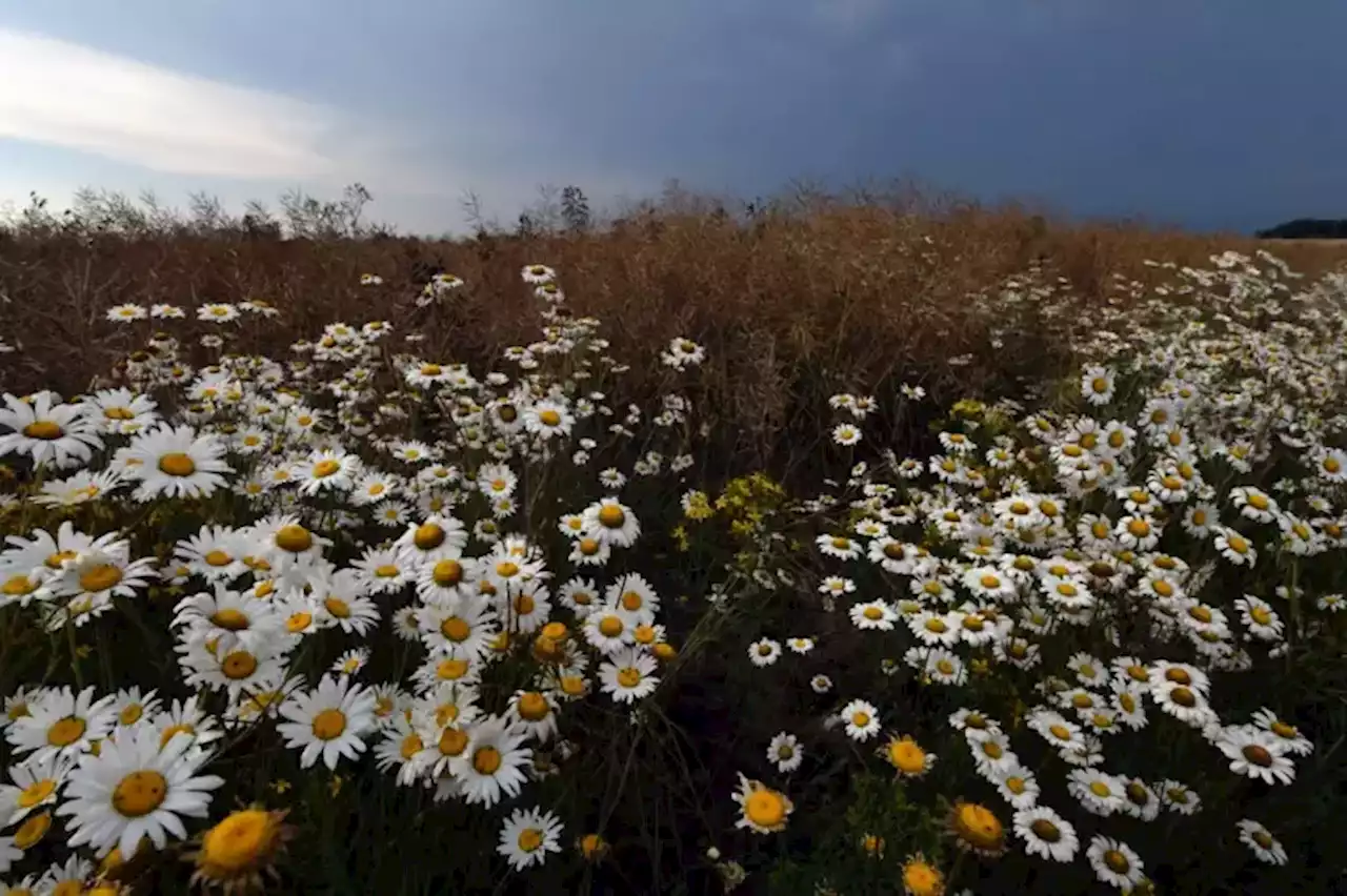 Pesticides : le secteur d\u00e9nonce le manque d'alternatives propos\u00e9es aux agriculteurs