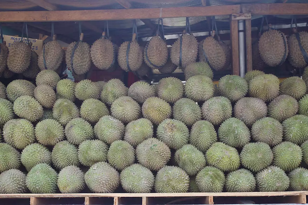 PHL to begin exporting durian to China in March - BusinessWorld Online