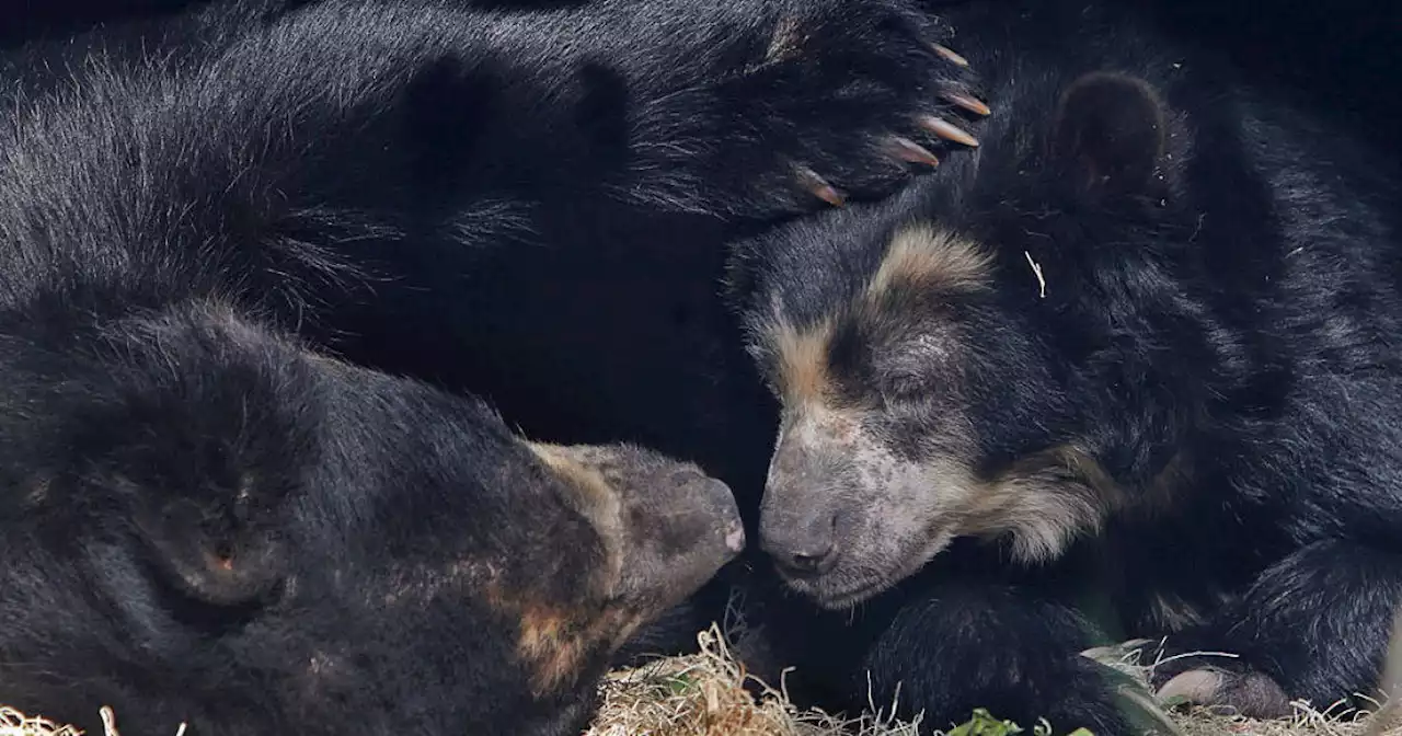 Bear escapes enclosure at St. Louis Zoo for second time in one month