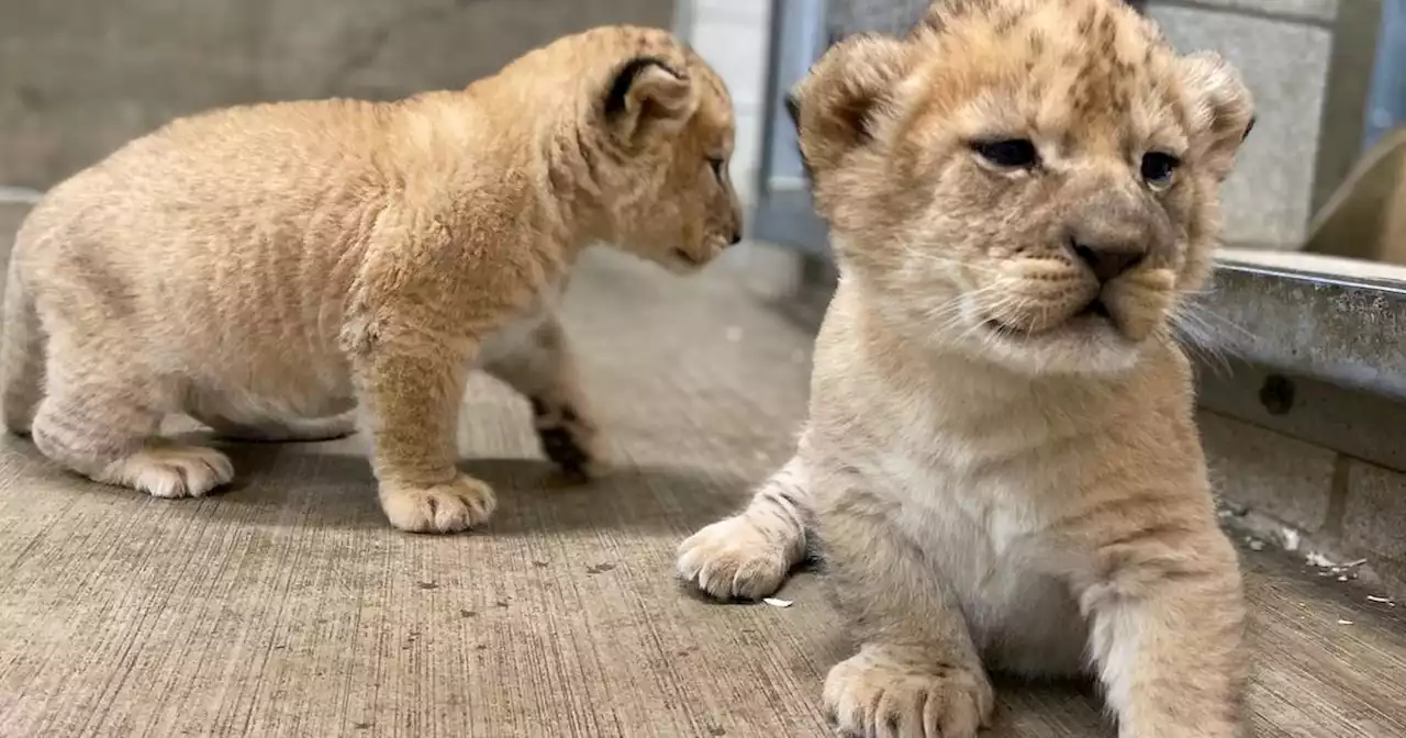 Meet the Lincoln Park Zoo’s new lion cubs