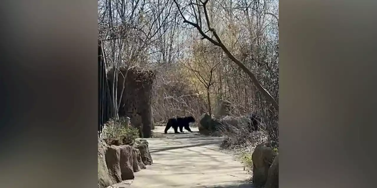 Bear escapes zoo enclosure for 2nd time this month, prompting lockdown