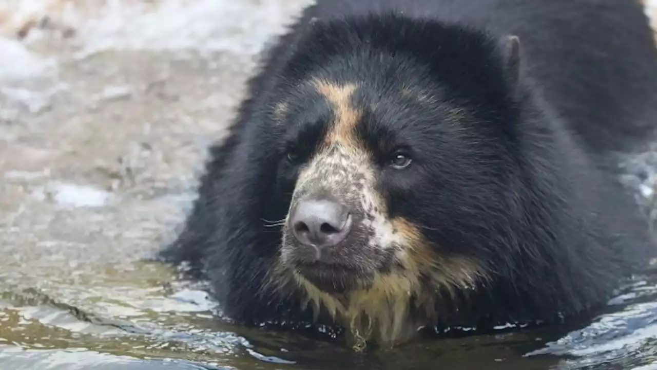 Andean bear breaks out of enclosure at St. Louis zoo -- again | CNN