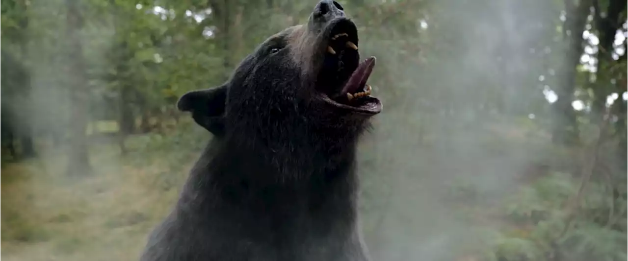 ‘Cocaine Bear’ Review: Audiences Will Get High Watching Drugged-Up 500 Pound Beast Eat People In Elizabeth Banks’ Darkly Amusing Horror Comedy