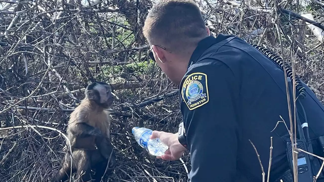 Kentucky police officers reunite missing capuchin monkey with his family after crash