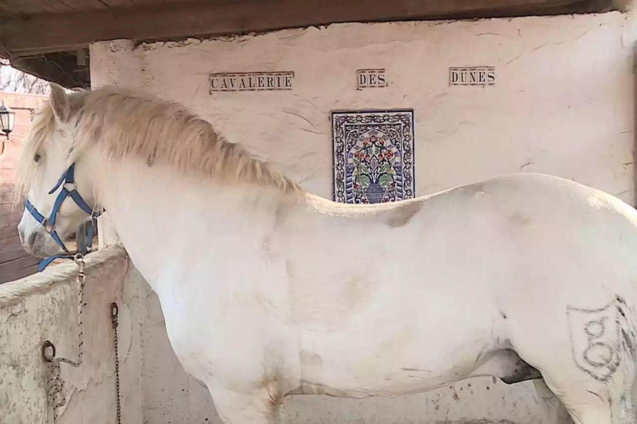 Foudre de l'Aven, le cheval Camargue qui représente le Gard au Salon de l'agriculture