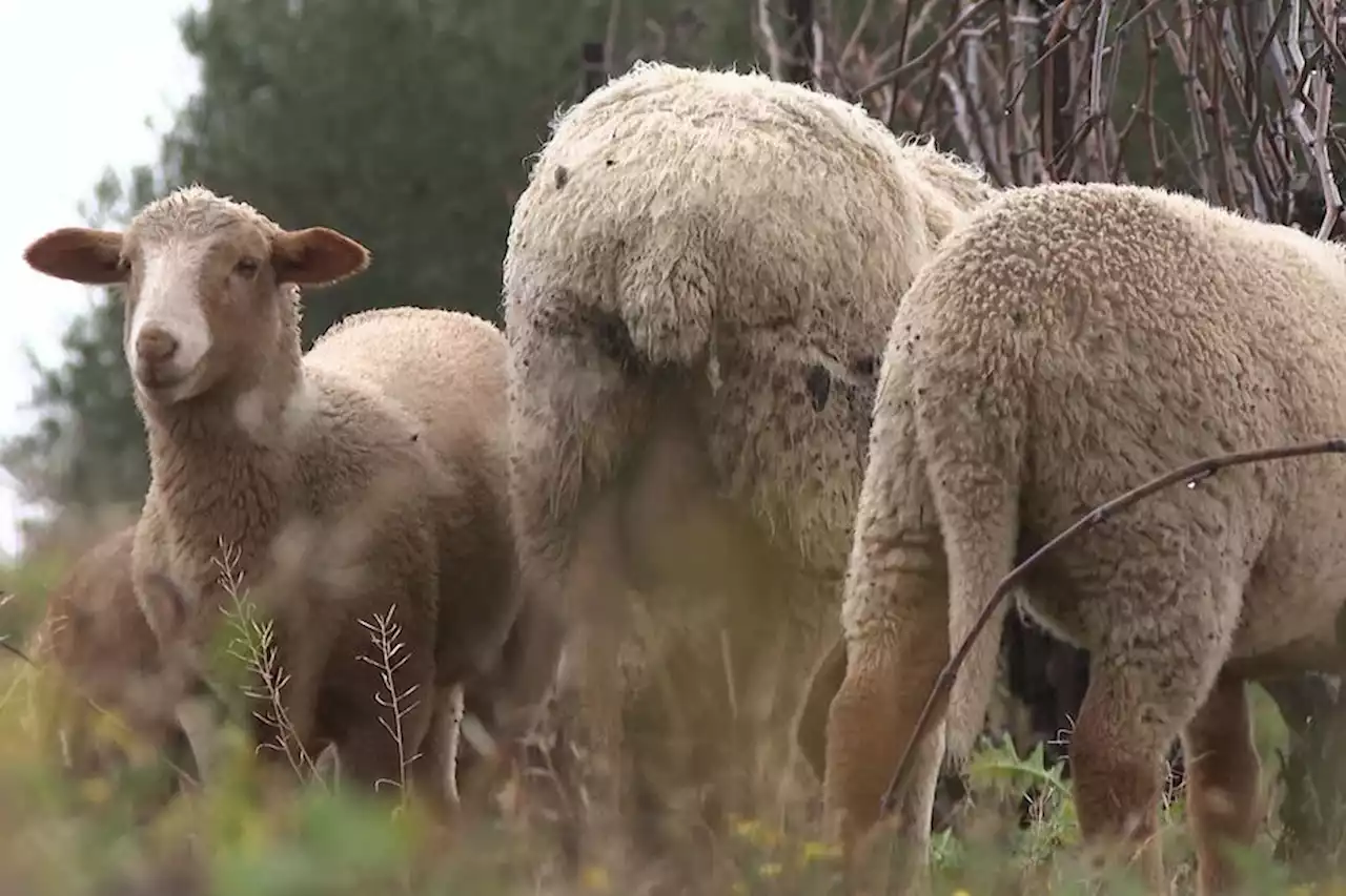 'Je n'ai plus de terres pour faire manger mes brebis' : dans le Gard, la sécheresse alarme les éleveurs