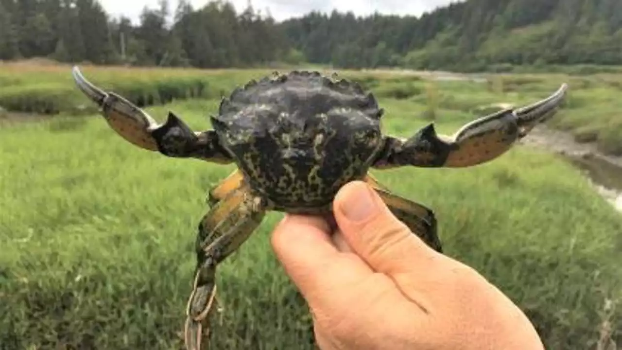 Invasive species pose serious threat to Washington state