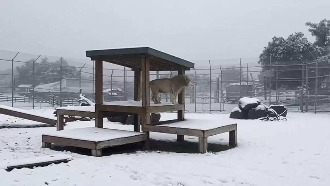 Watch: Lion, tiger react to snow in California