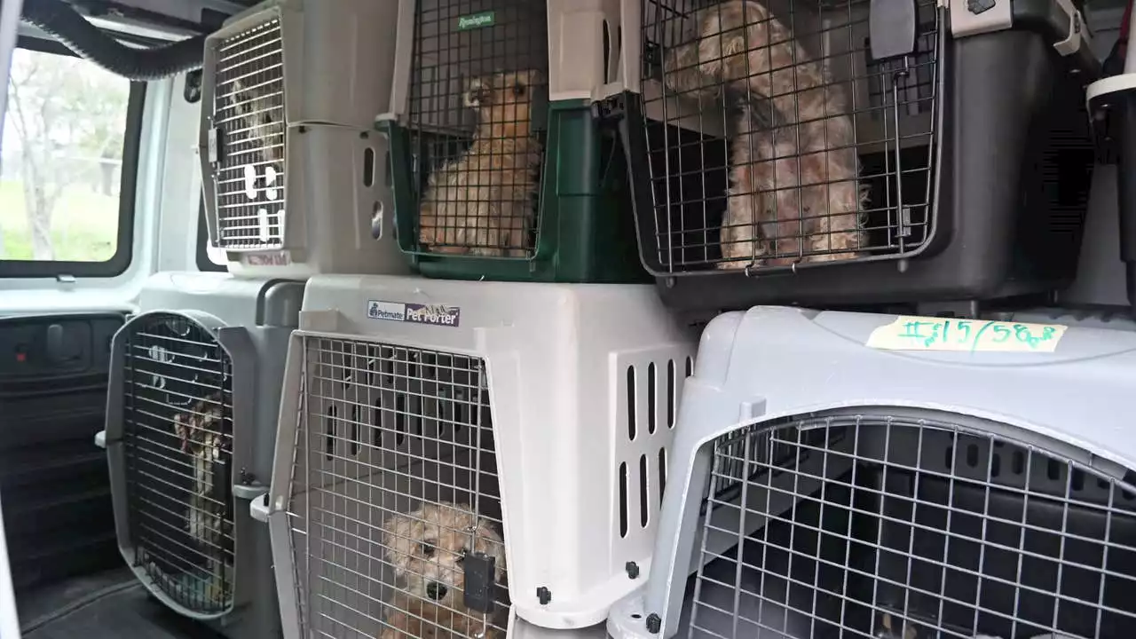 Austin Humane Society takes in 57 dogs rescued from Bastrop home