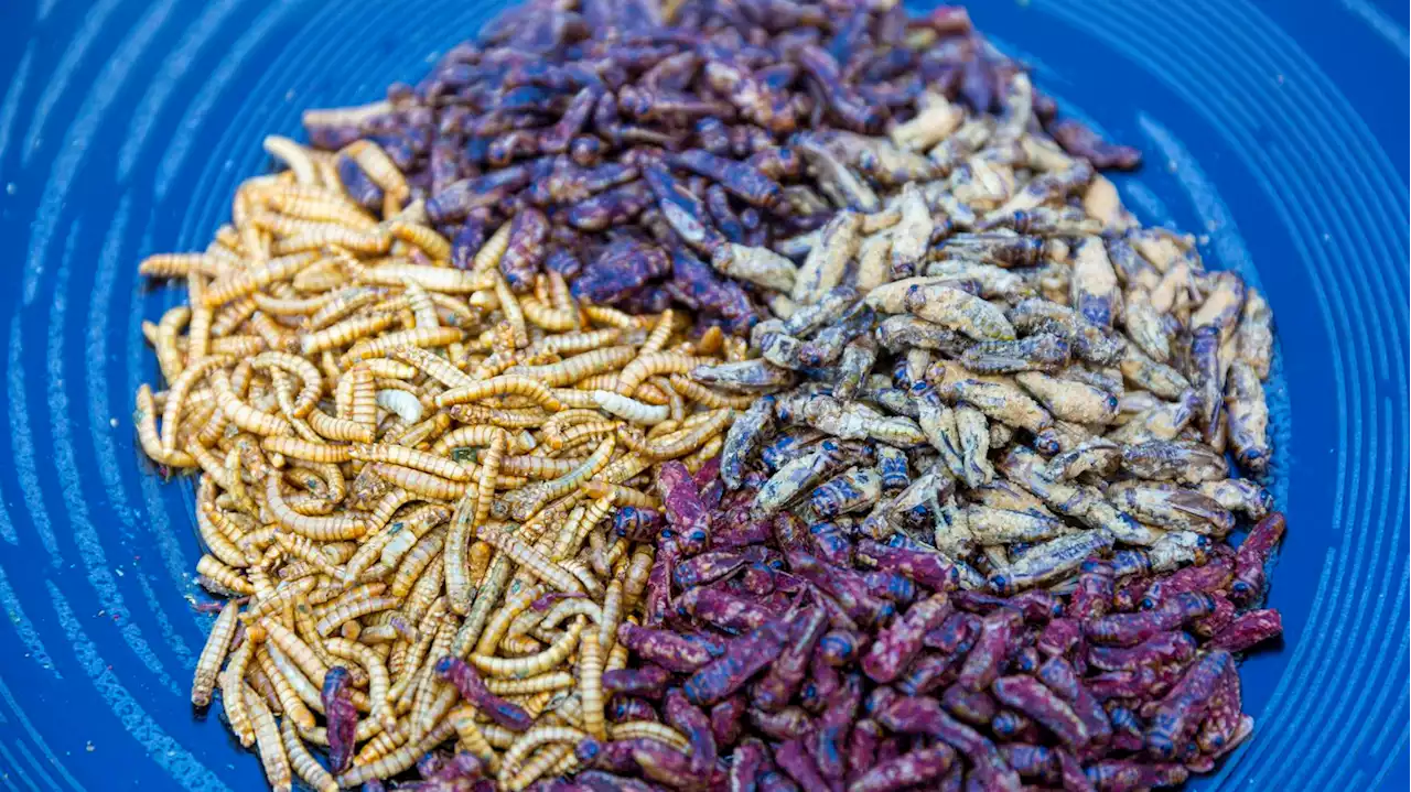 Les légumineuses, les insectes et les aliments fermentés s'exposent au Salon de l'Agriculture