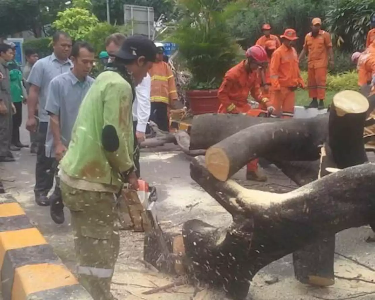 Akibat Hujan Deras, 5 Pohon Tumbang di Jakarta Hari Ini