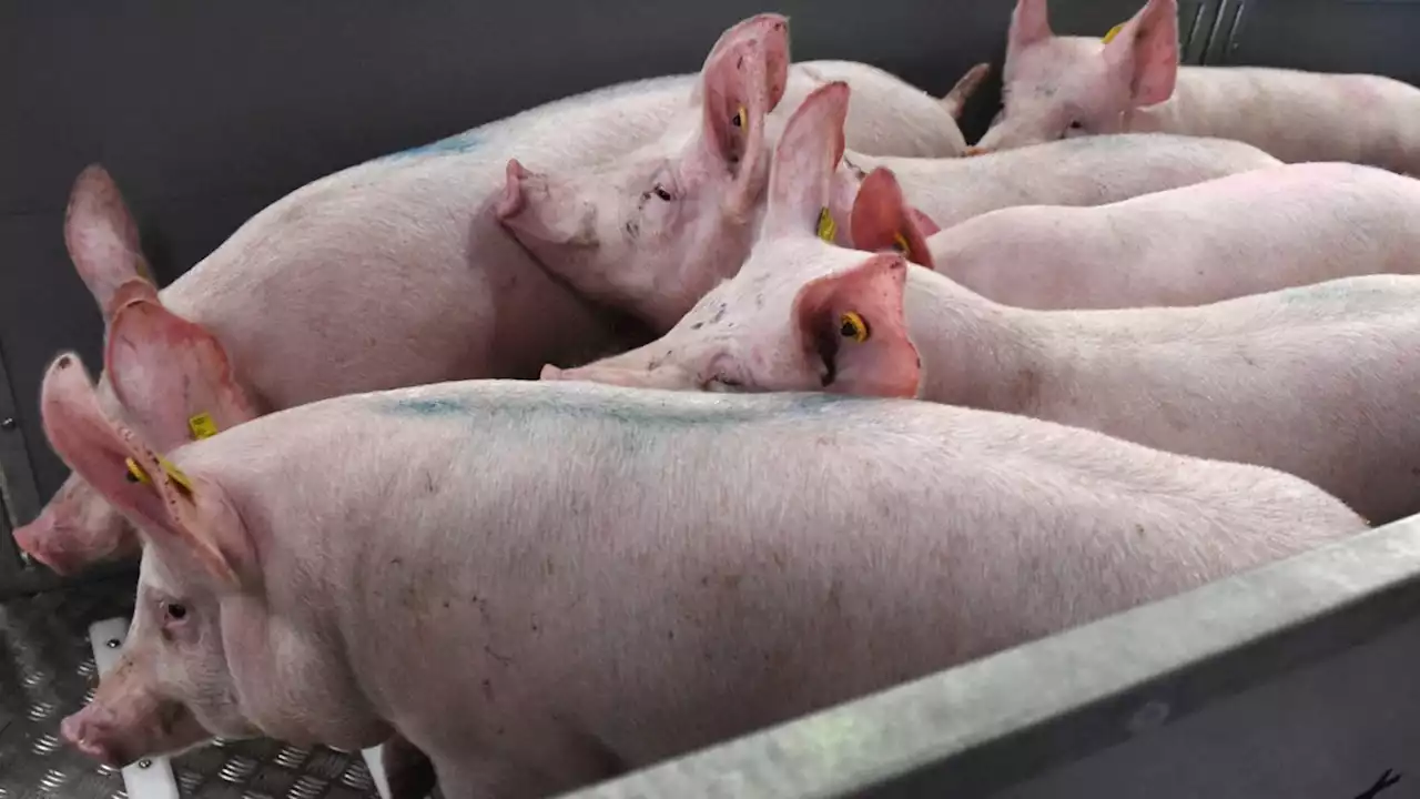 Der größte Schweinestall der Welt steht in China